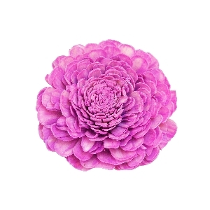 Scented Sola Flower